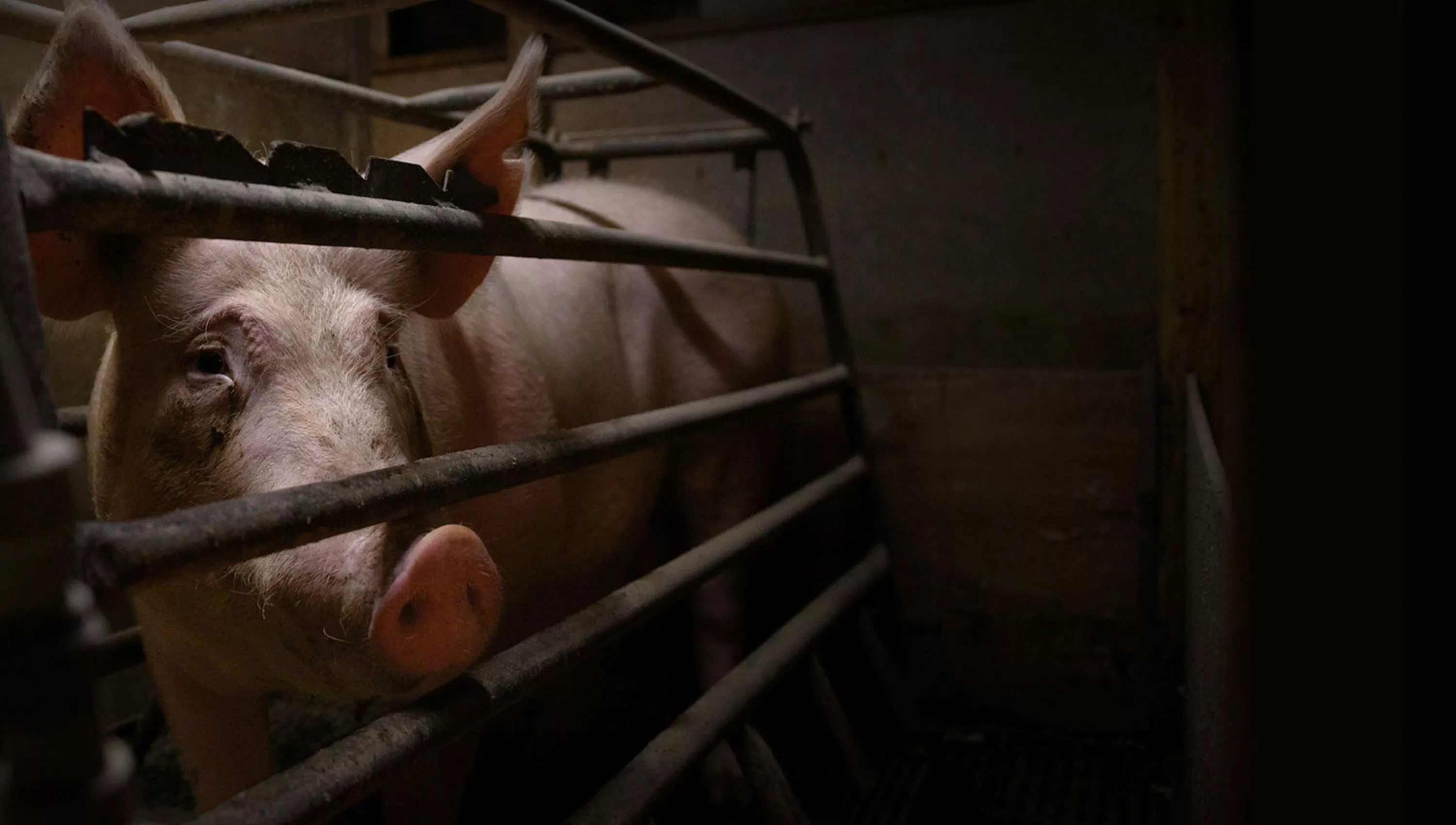 Mother pig in crate