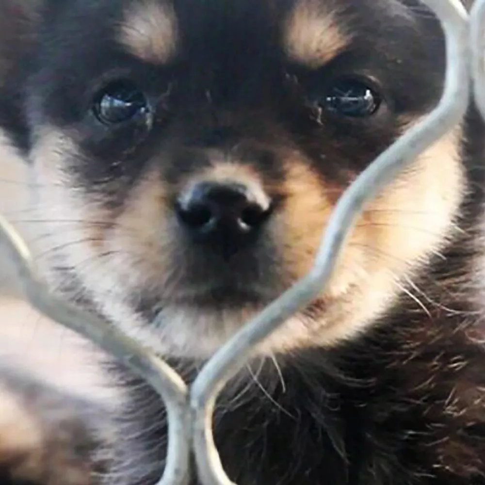 Dog in a farm in China