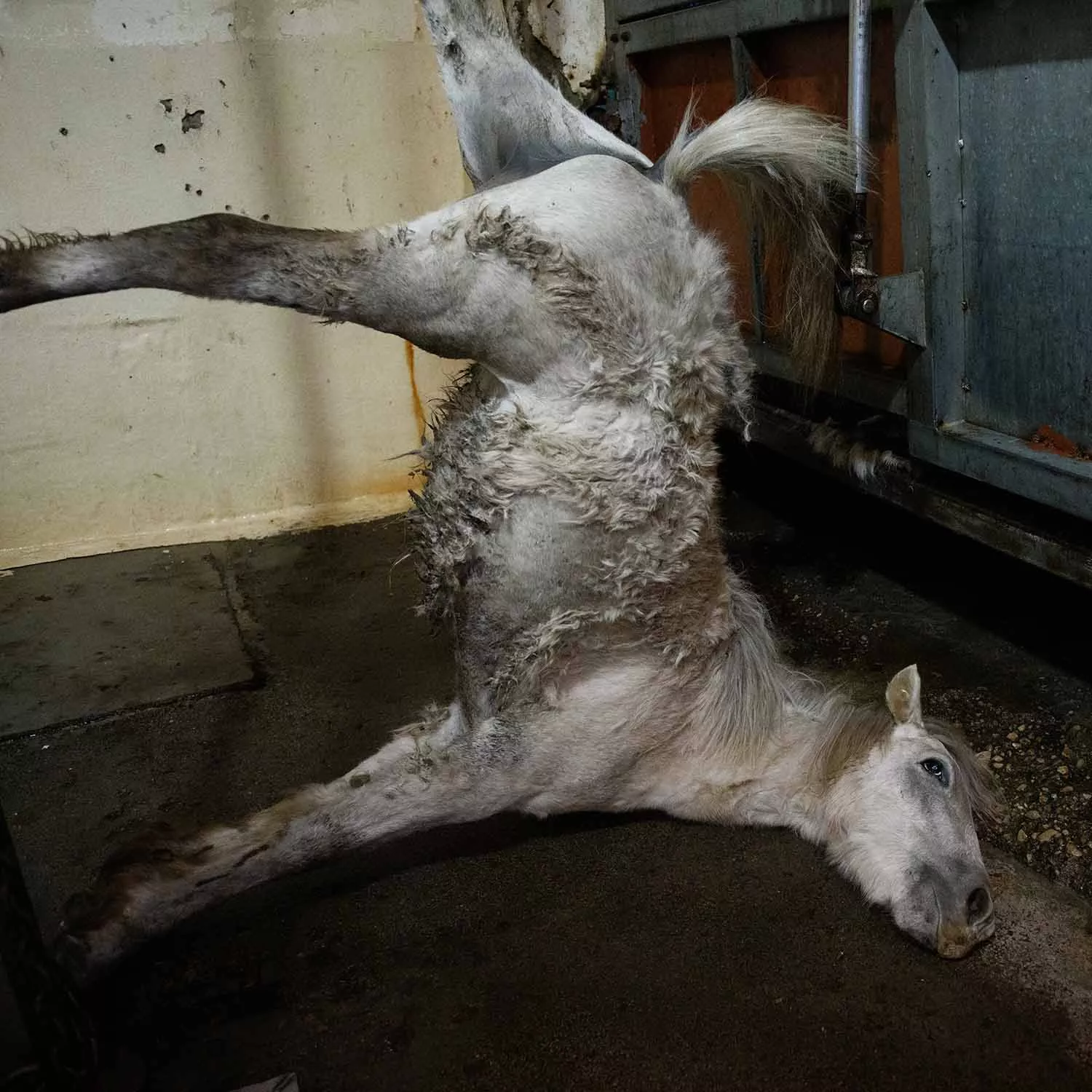 Horse hanging in a slaughterhouse