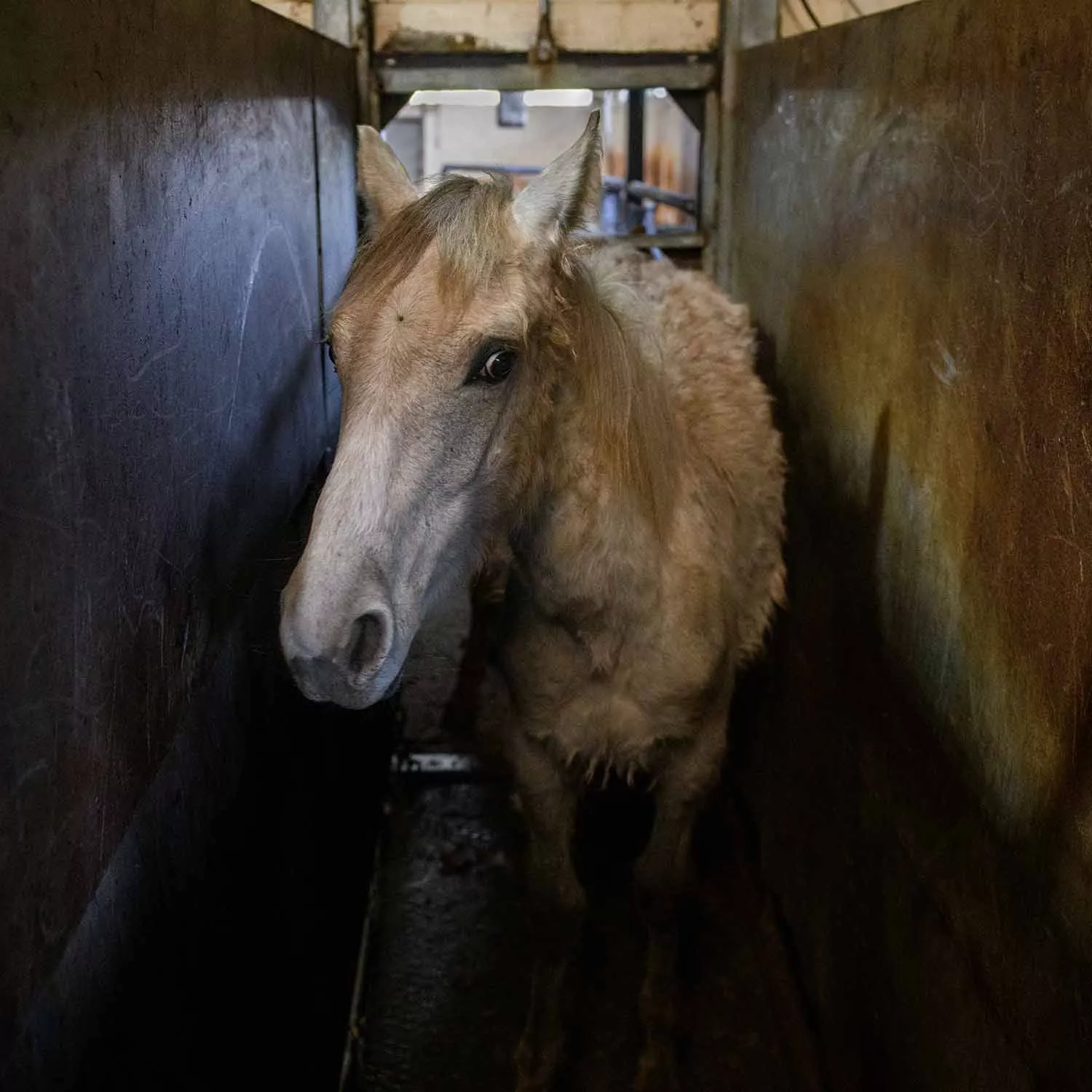 Horse in the stunning box