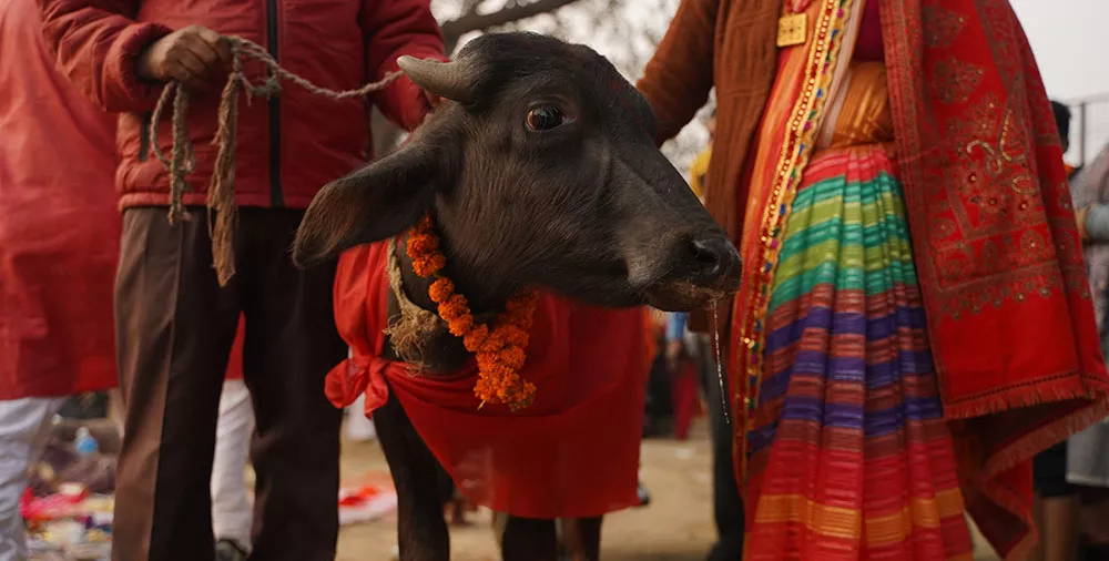 2024 Gadhimai Festival