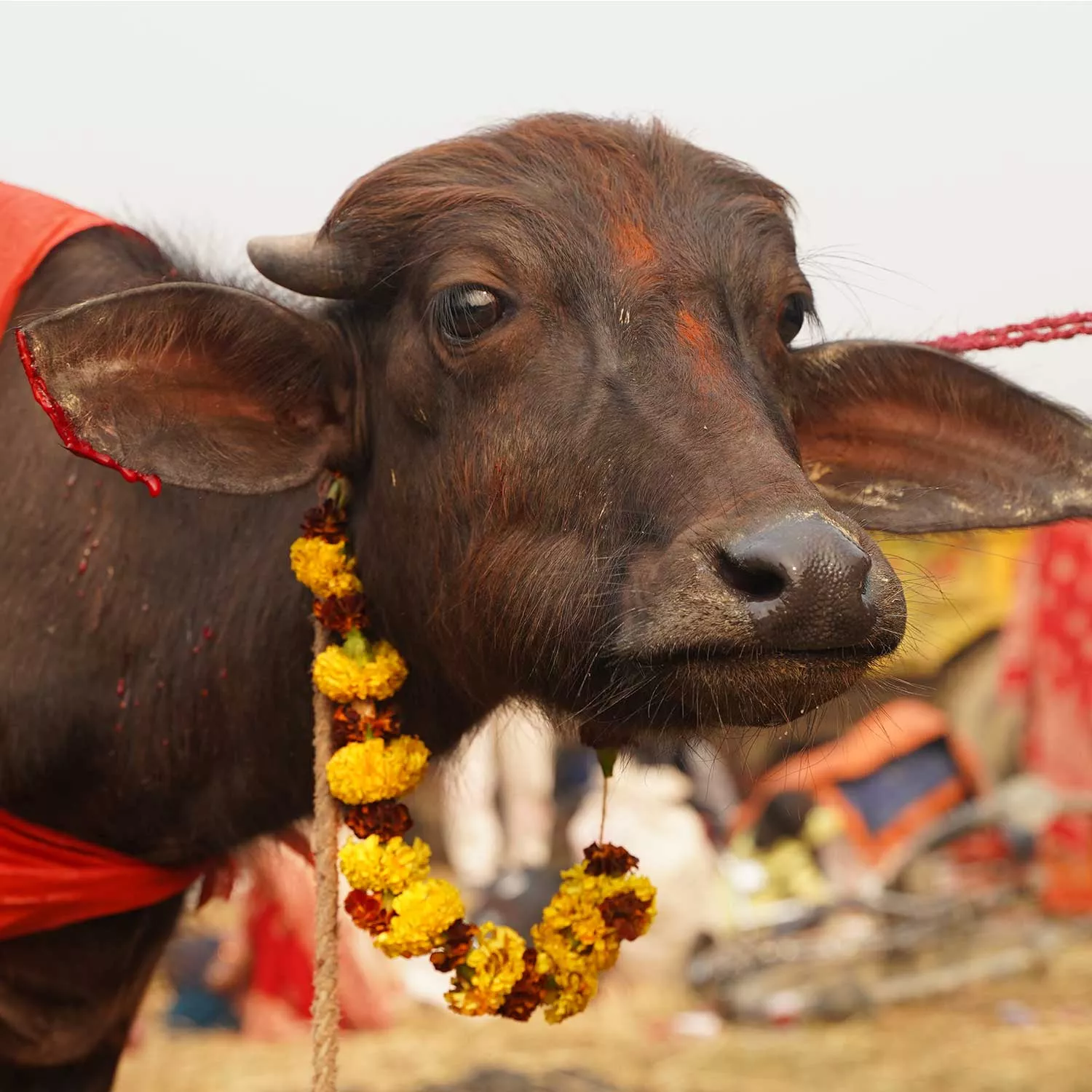 2024 Gadhimai Festival: The world’s largest animal sacrifice