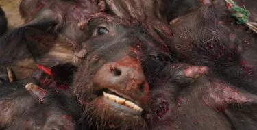 Festival Gadhimai 2024