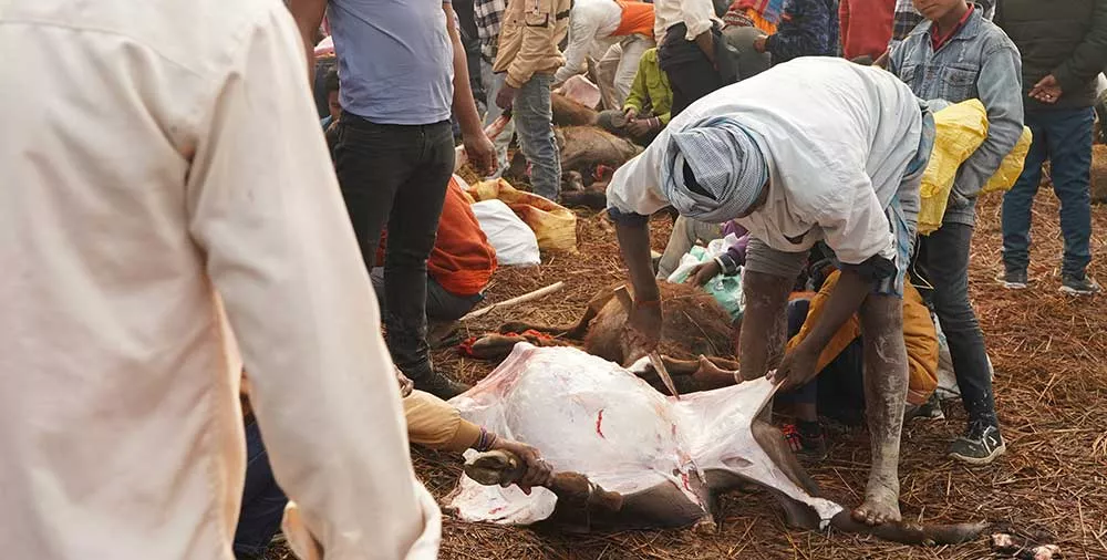 2024 Gadhimai Festival