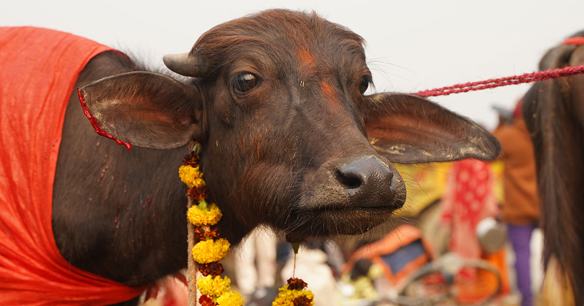 2024 Gadhimai Festival