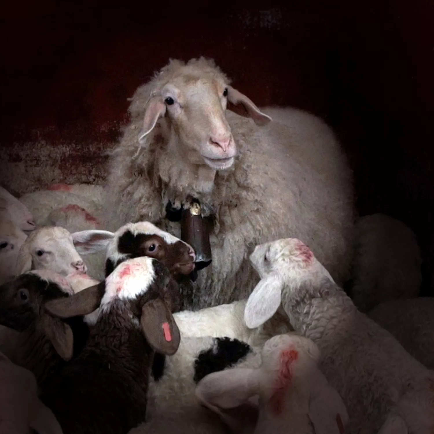 Innocence exploited: trained sheep lure lambs to slaughter