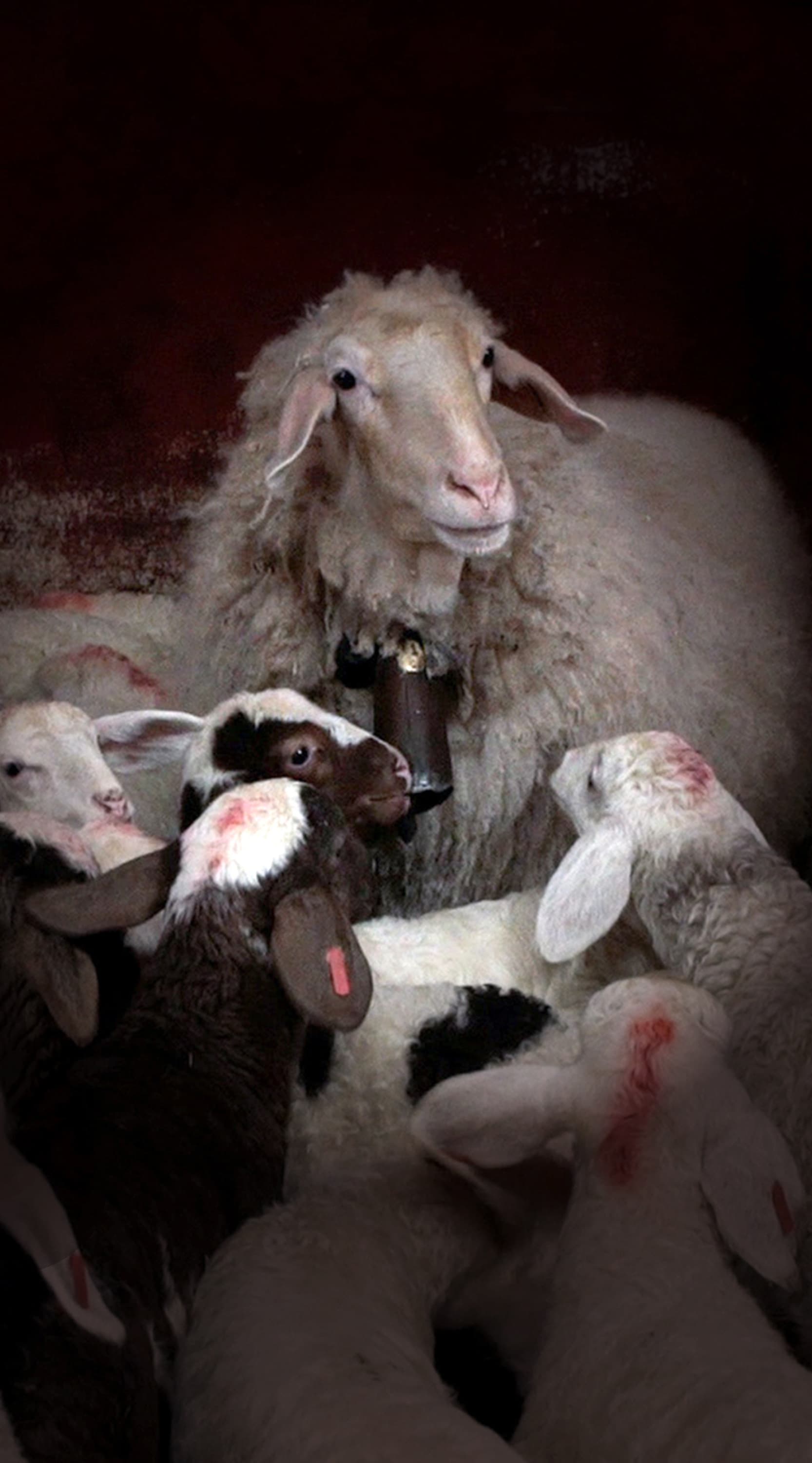 Web-cut_1666x3000_2024_November_Lamb_INTL