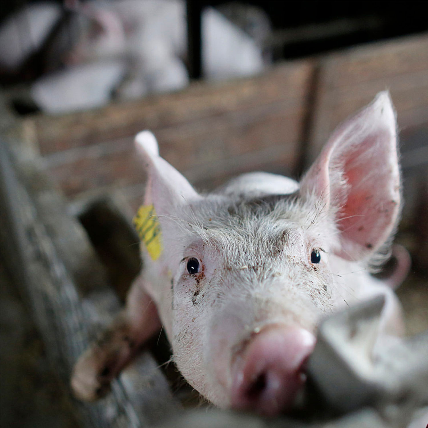 USDA under fire for gutting pig slaughter oversight | Animal Equality