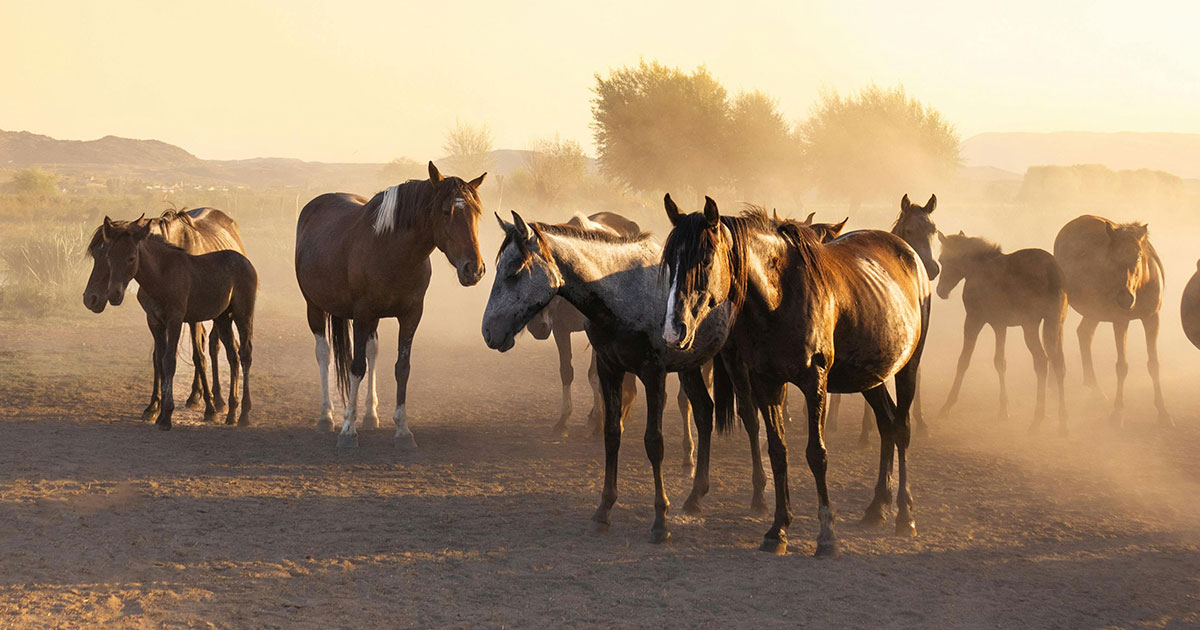 What is the SAFE Act?