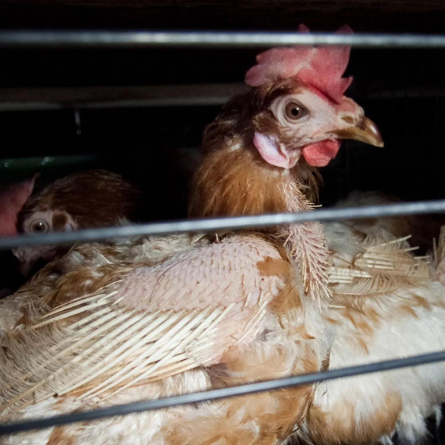 “Cage-free doesn’t mean costly”: Aldi’s own price report proves it