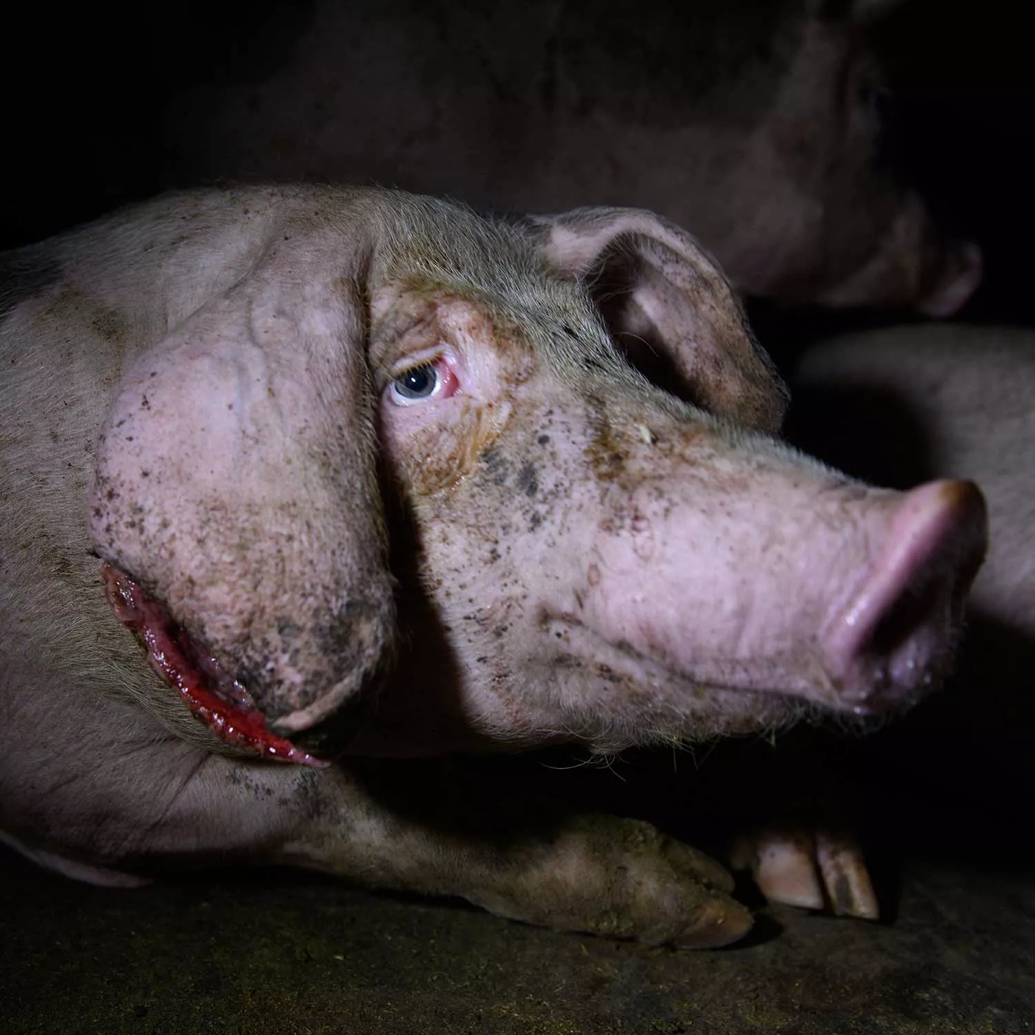 Investigation: Pigs eaten alive on farms supplying major brands