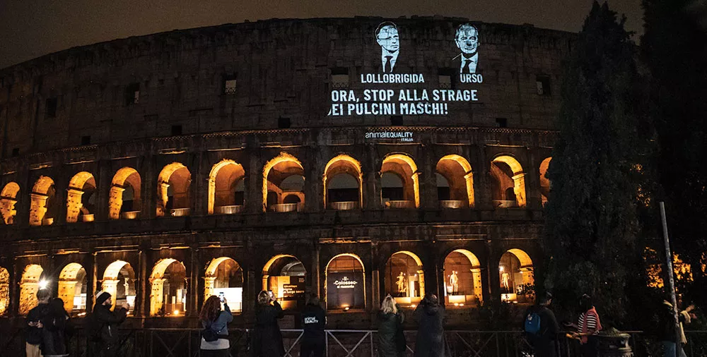 Colosseum protest demands action on chick killing ban