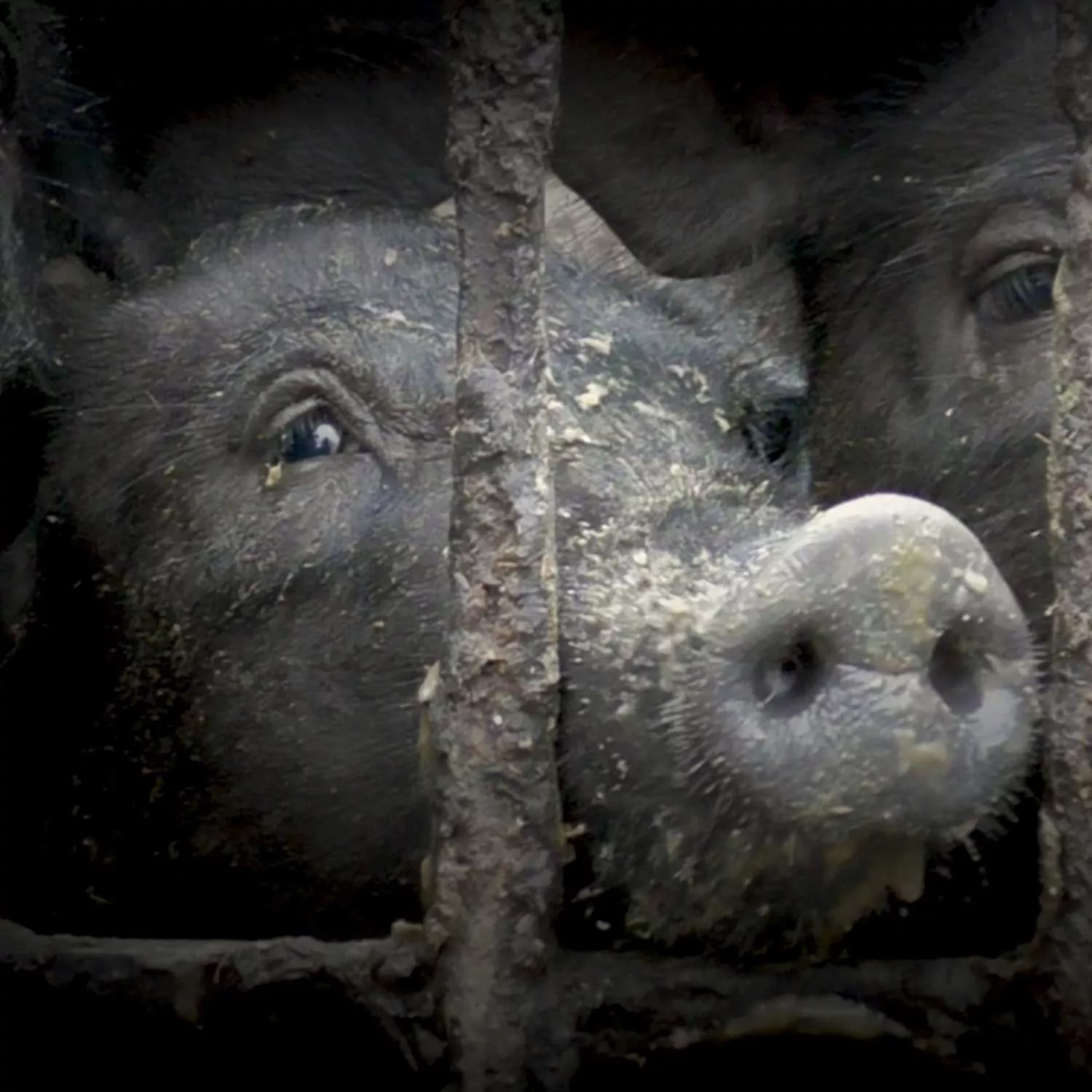 Investigation: Pigs bound, bagged, illegally slaughtered