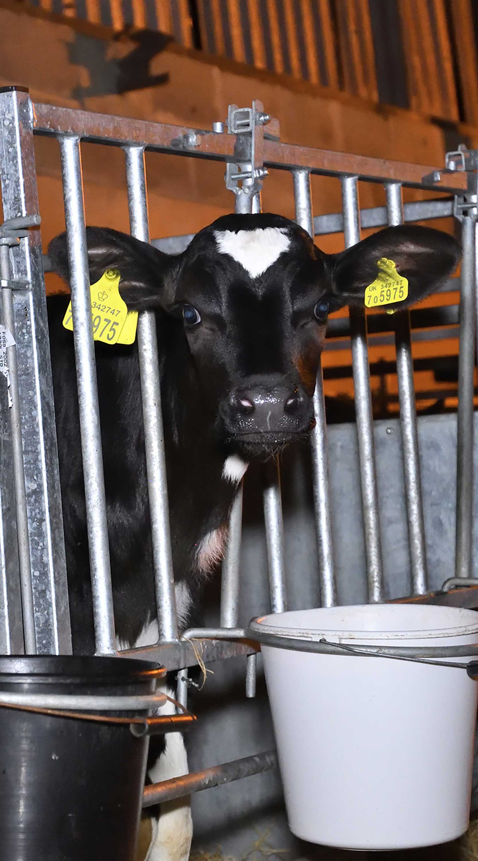 Coombe Farm Organic Dairy