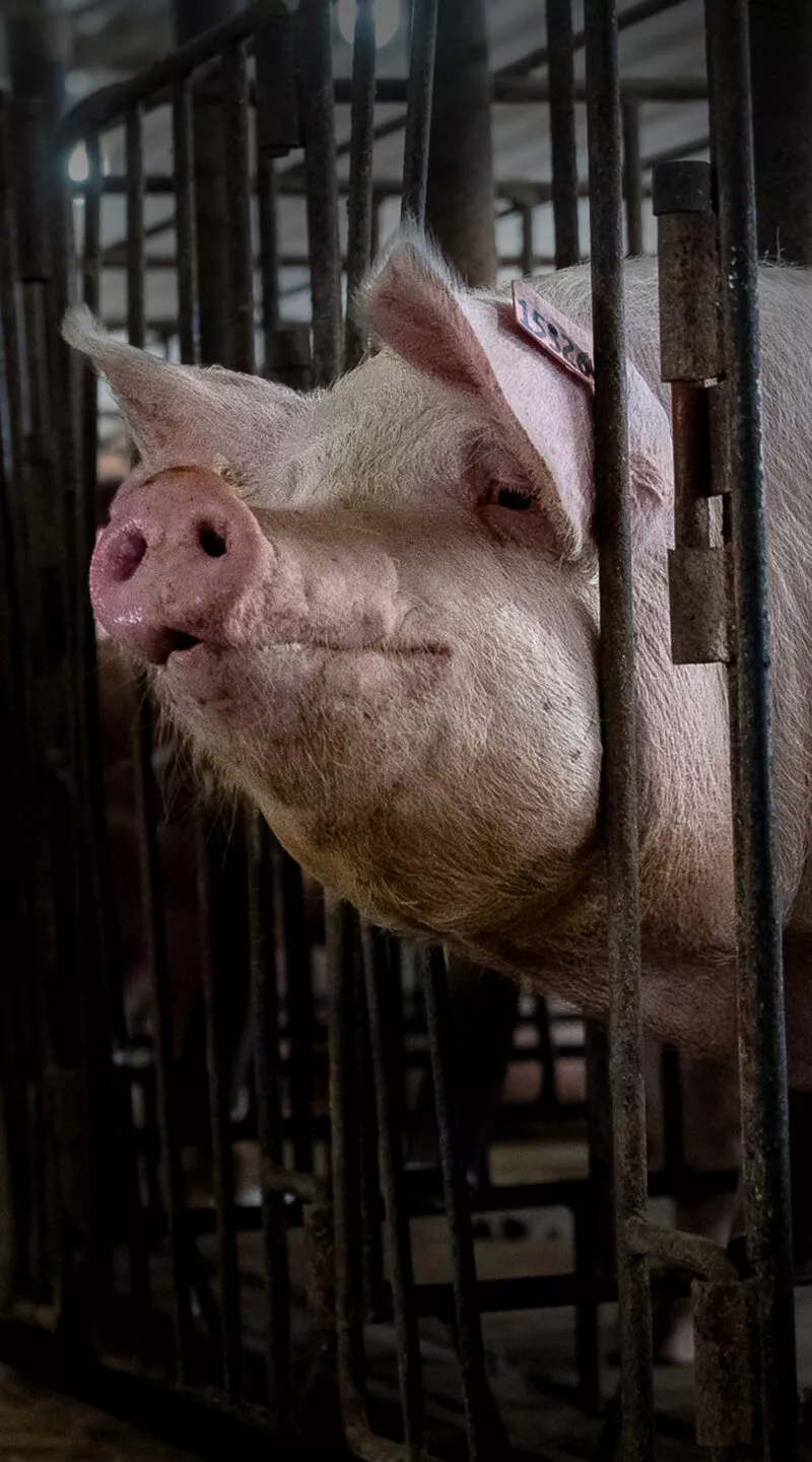 mobile header pigs US