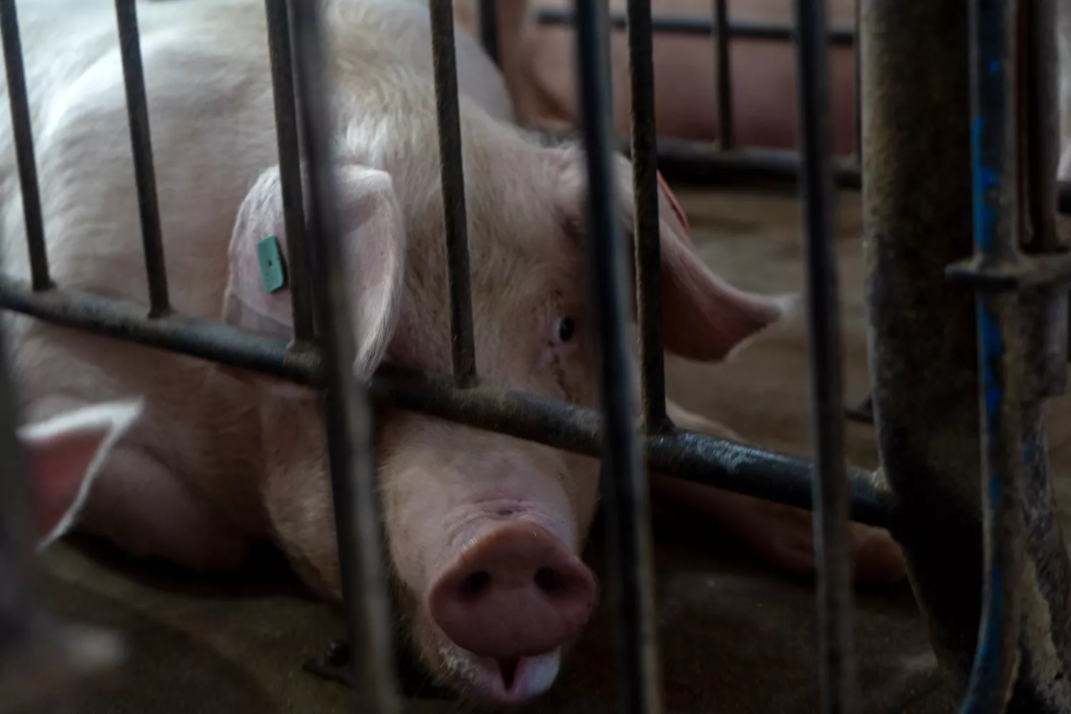 scared pig in gestation crate
