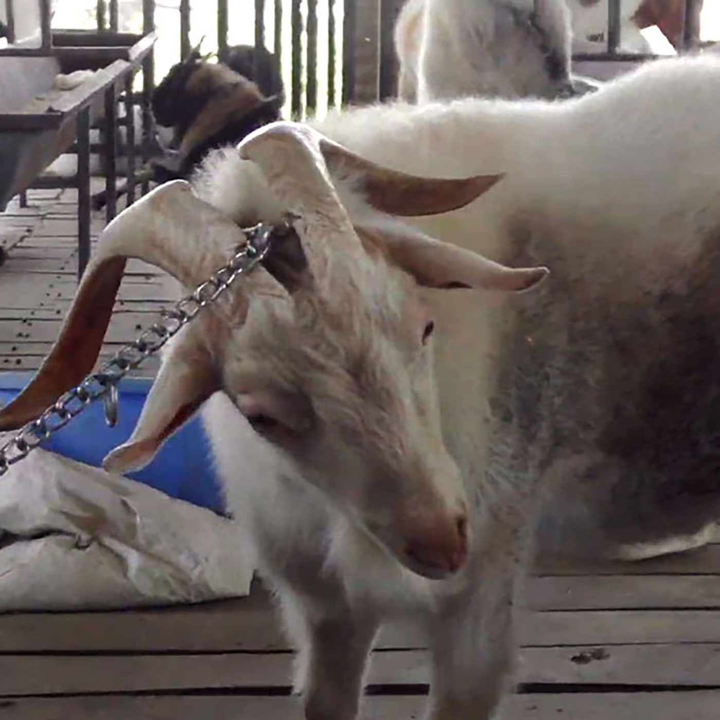 India Goat