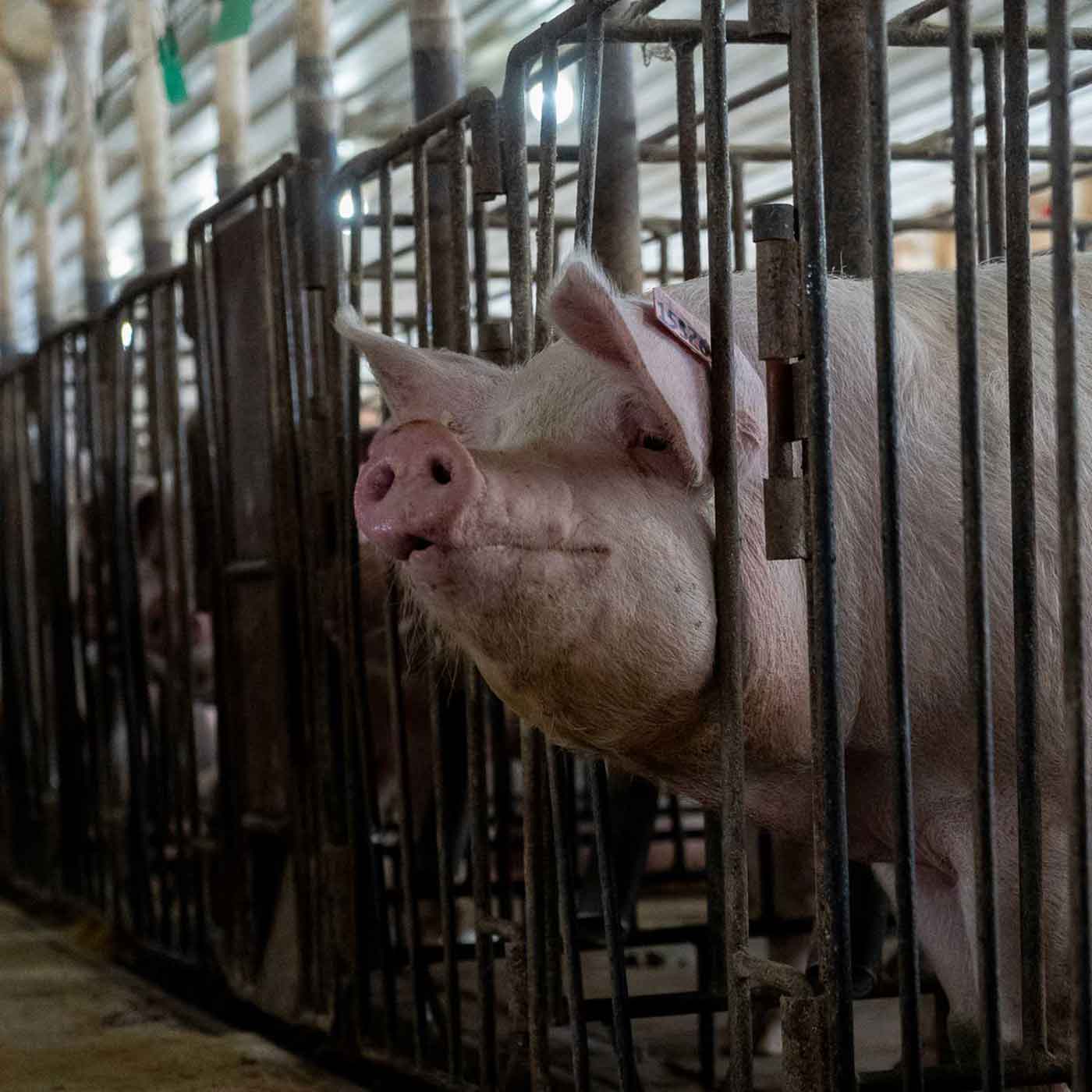 pig