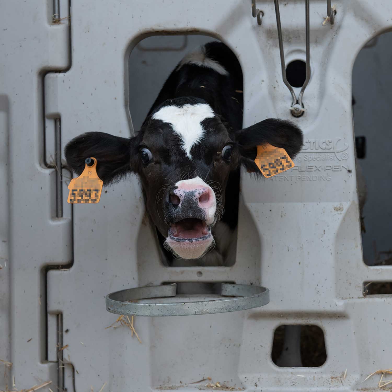 2025-june-dairy-spain
