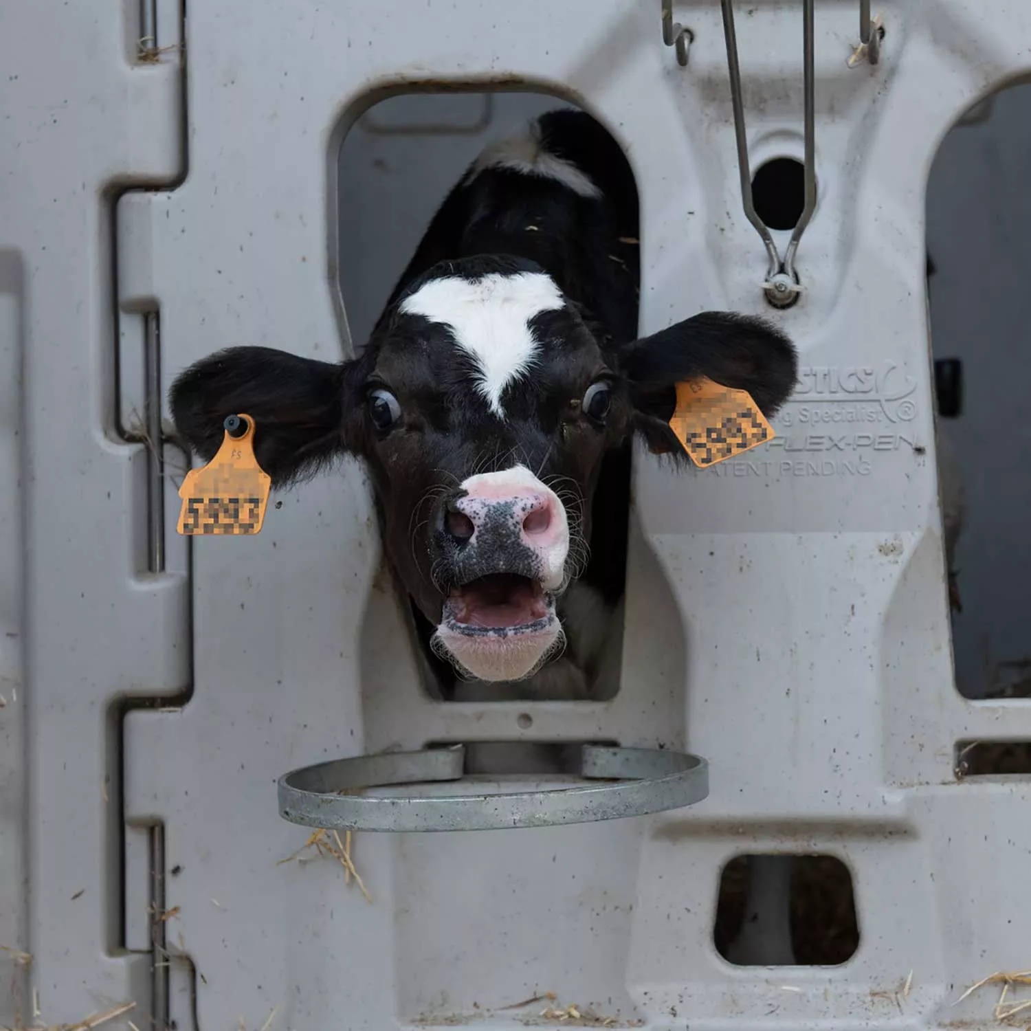 Shocks, chains, and early slaughter: Inside the dairy industry