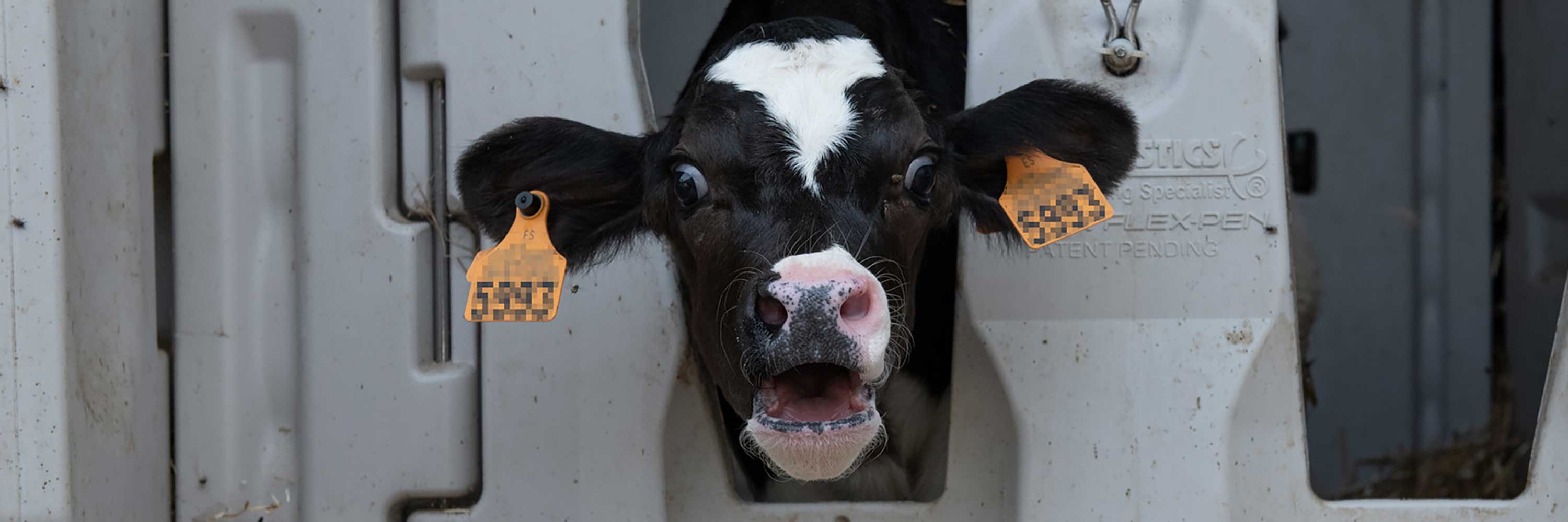 2025-june-dairy-spain