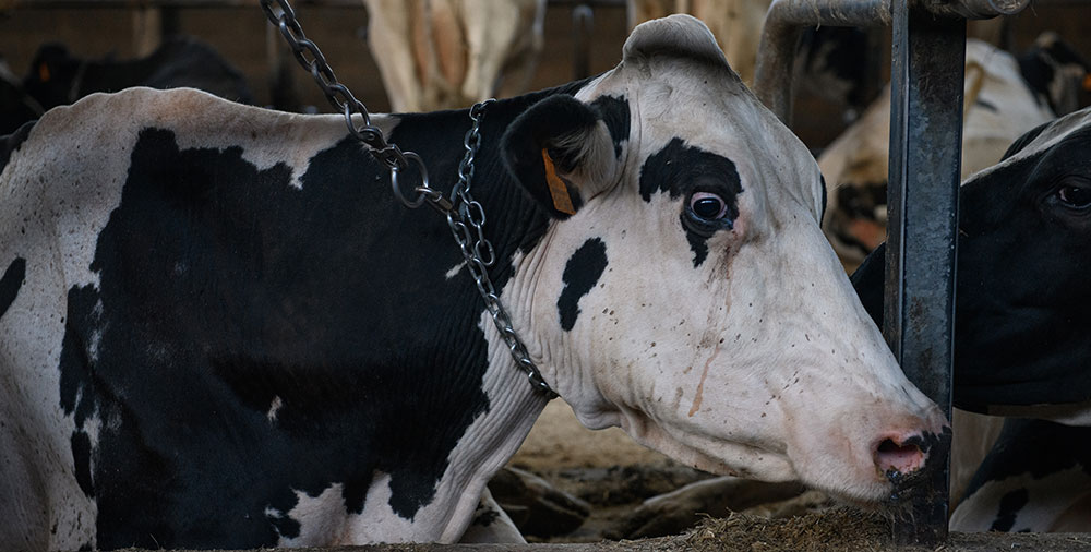 mother cow with chain on neck