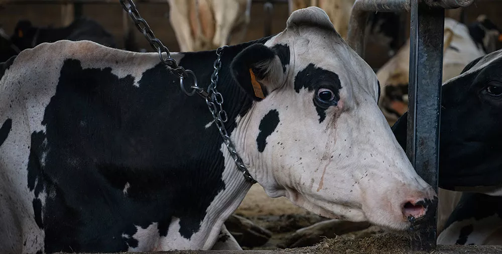 mother cow with chain on neck