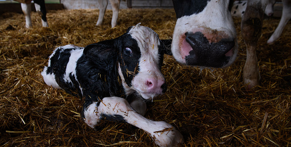 Calf and mother