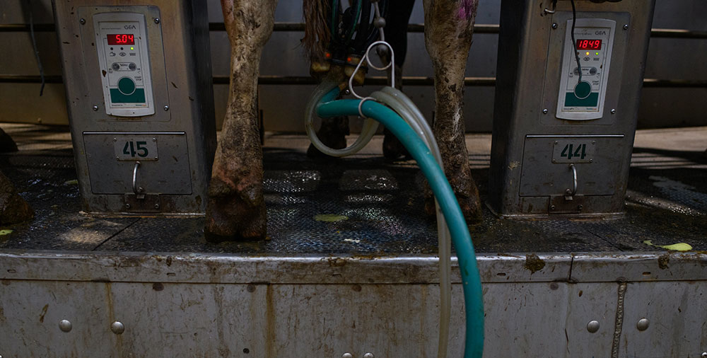 hoof-trimming restraints