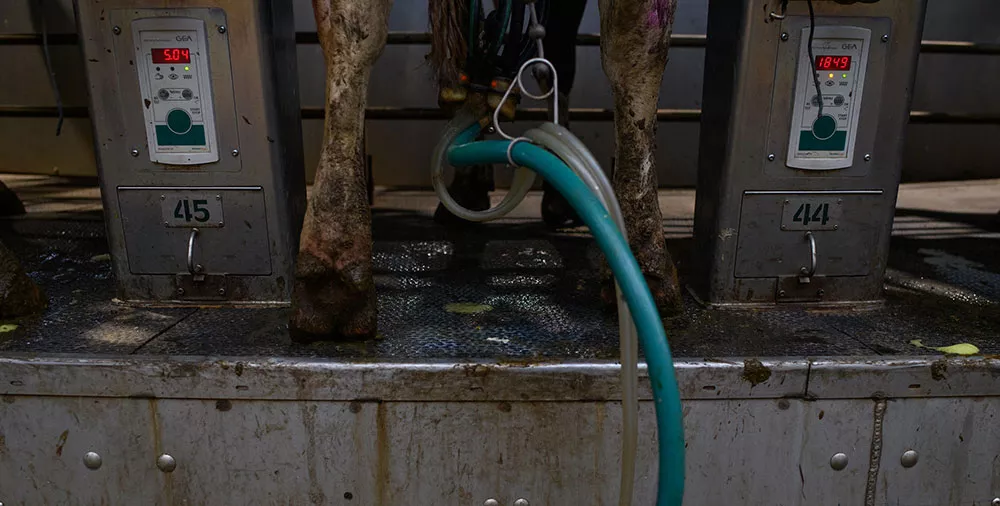 hoof-trimming restraints