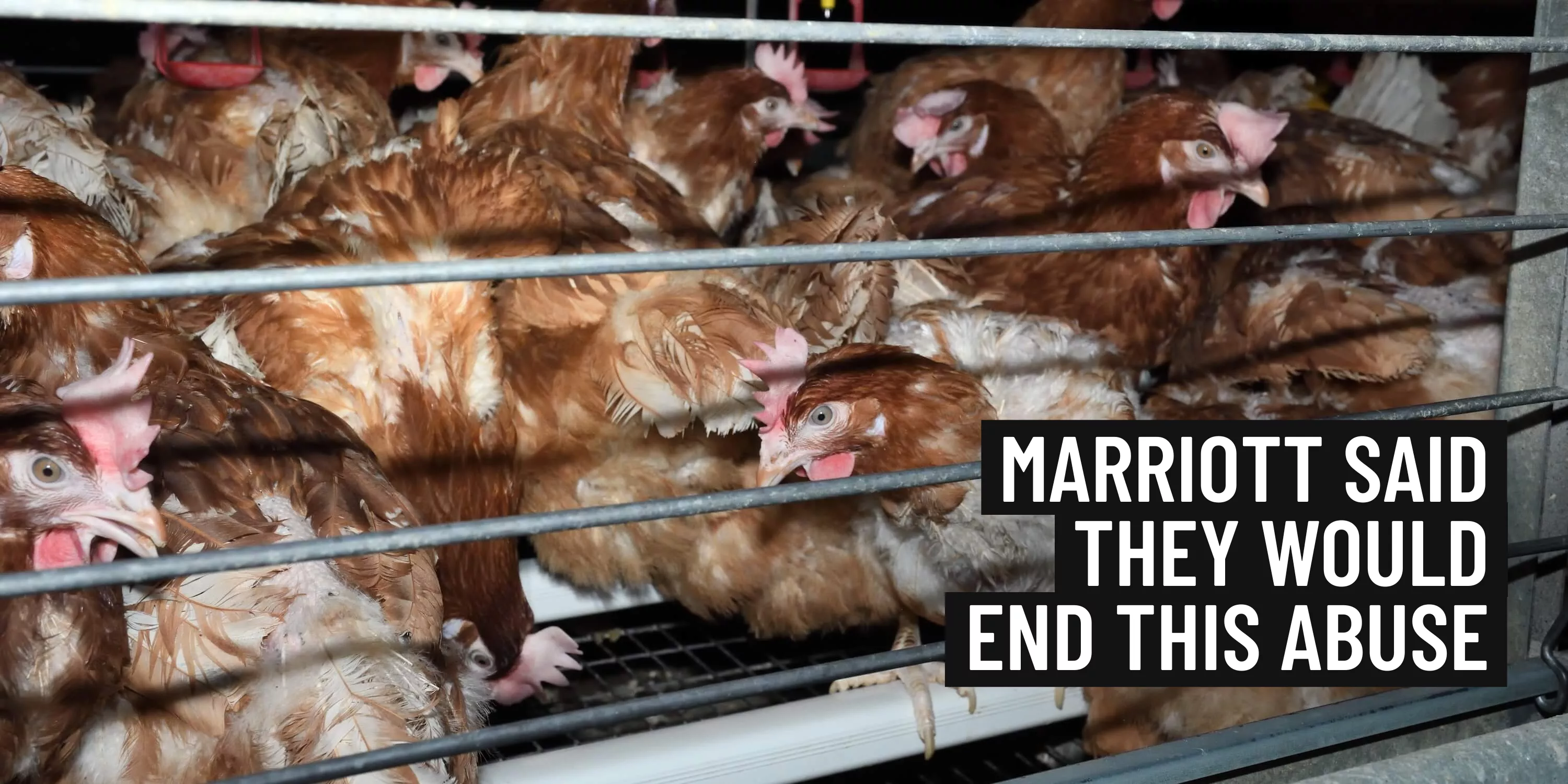 Marriott: Time is up. End cages. 1