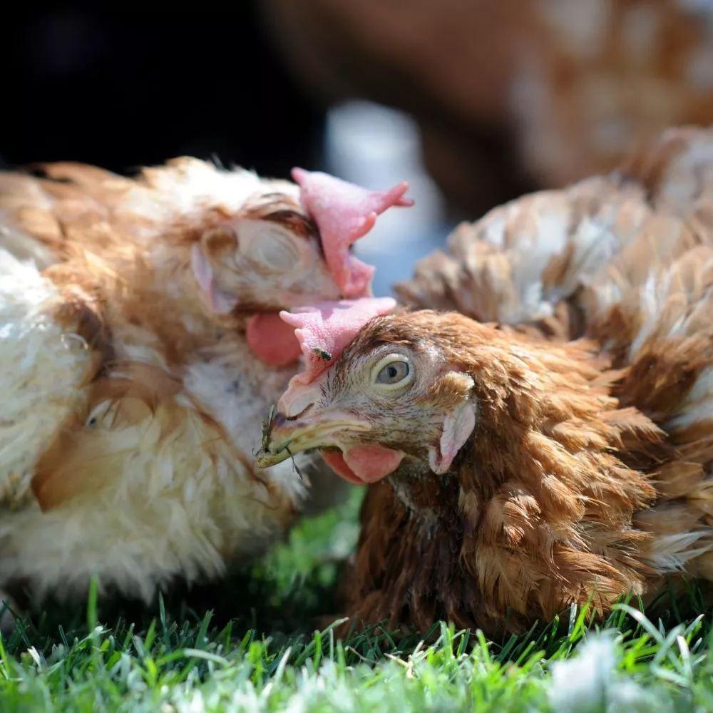 a close up of two hens laying in a green grassy field