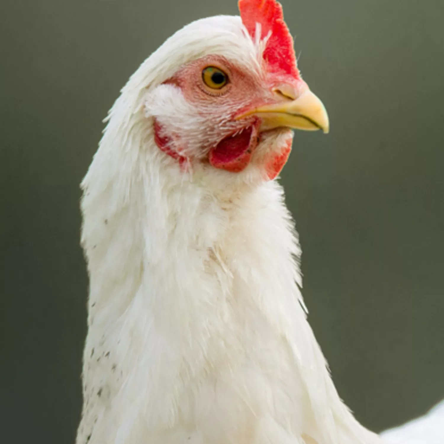 hen