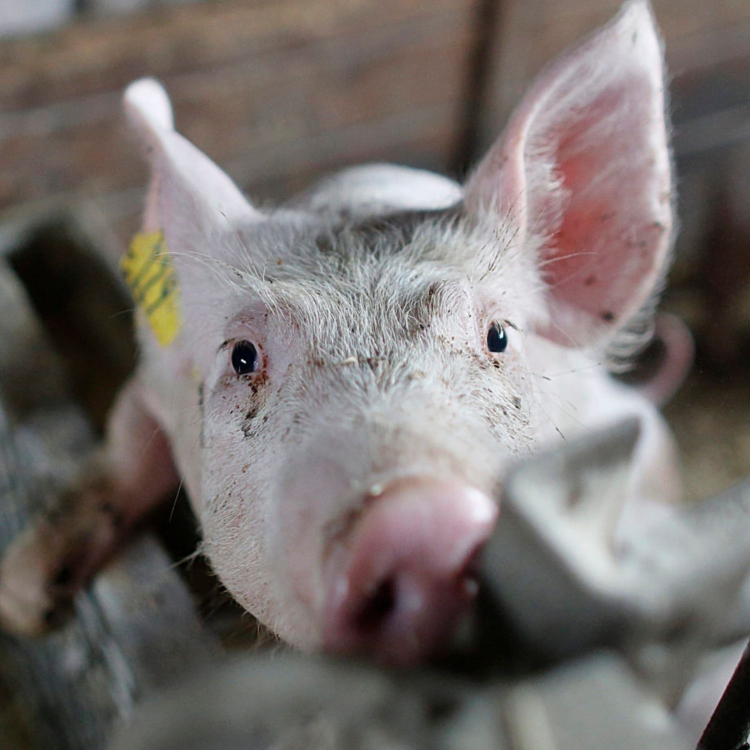 Close-up of a young pig with a dirty snout and curious eyes, looking directly at the camera from inside a cramped and dimly lit farm enclosure.
