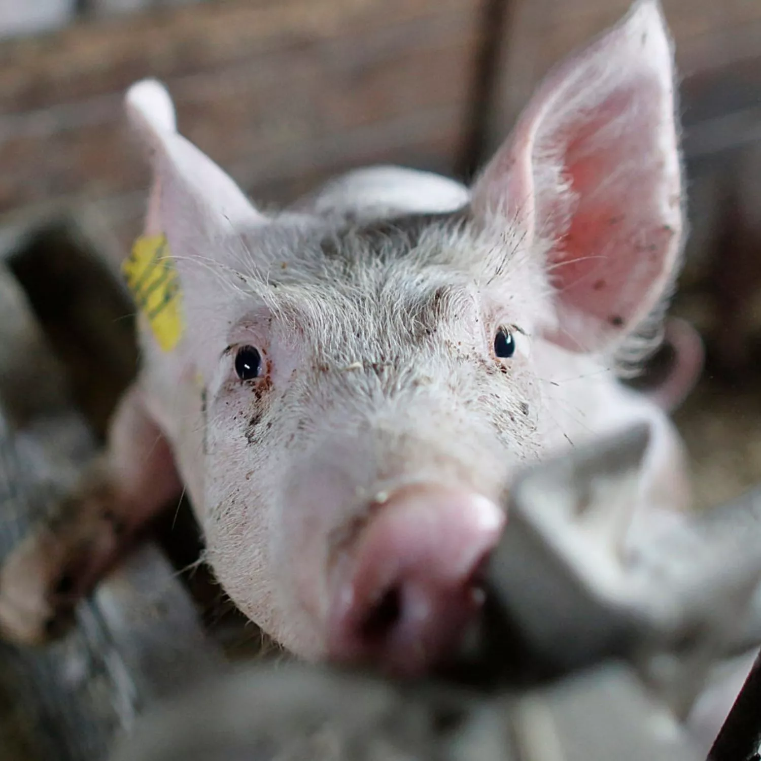 Denny’s ends 600-day standoff over cages for pregnant pigs