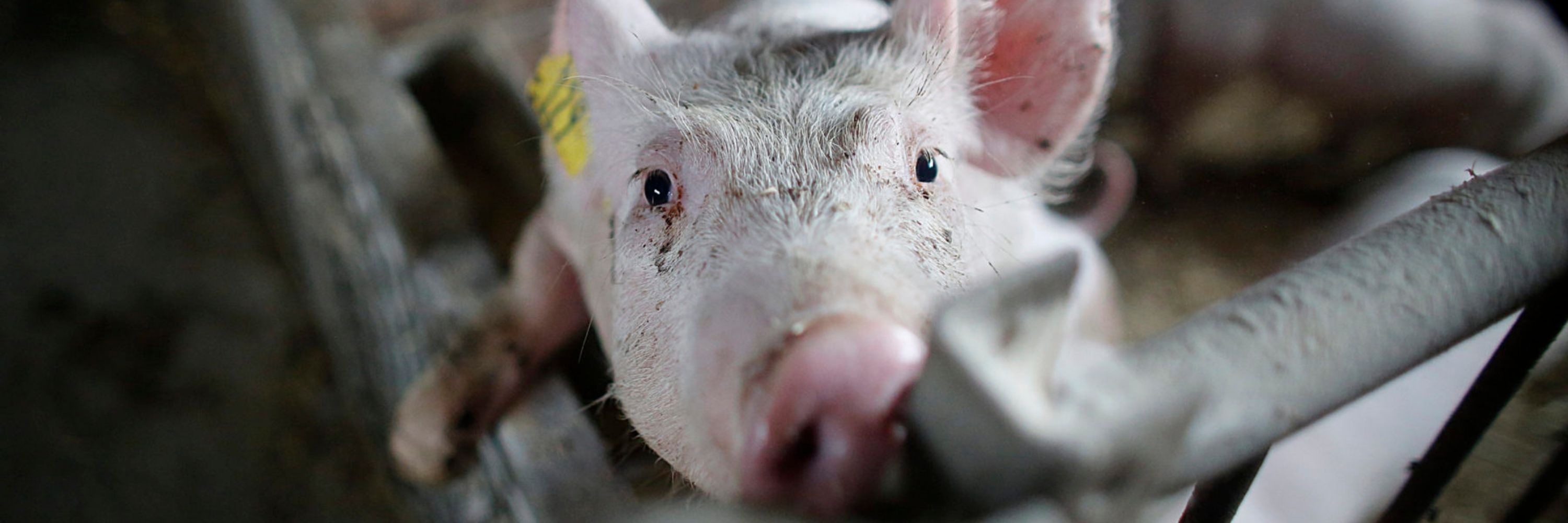 Close-up of a young pig with a dirty snout and curious eyes, looking directly at the camera from inside a cramped and dimly lit farm enclosure.