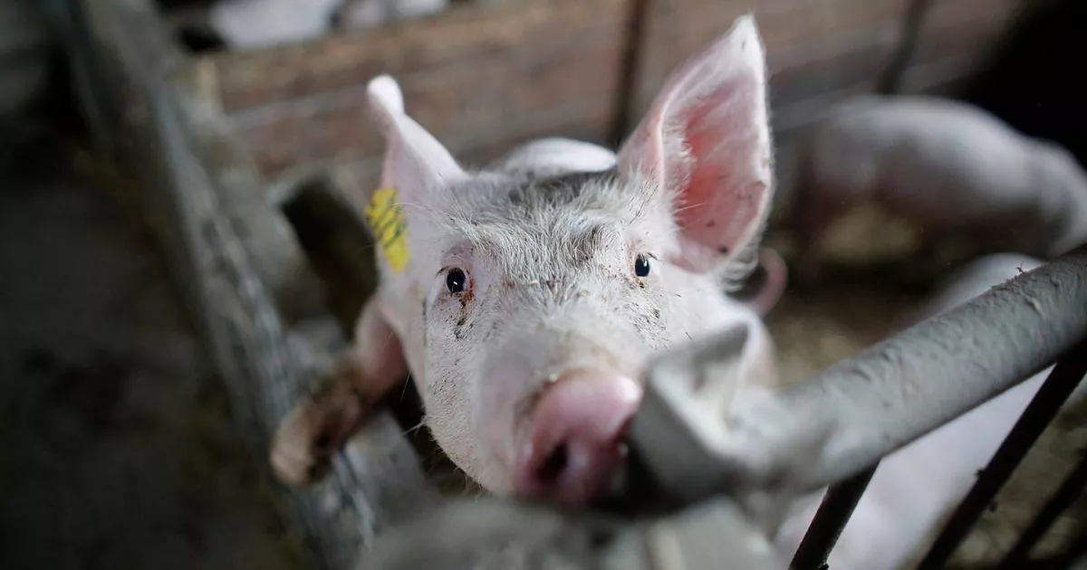 January-March 2022 Impact 12 Close-up of a young pig with a dirty snout and curious eyes, looking directly at the camera from inside a cramped and dimly lit farm enclosure.