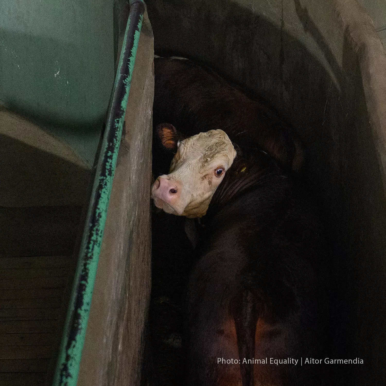 Animals bludgeoned, genitals shocked in Argentina slaughterhouses
