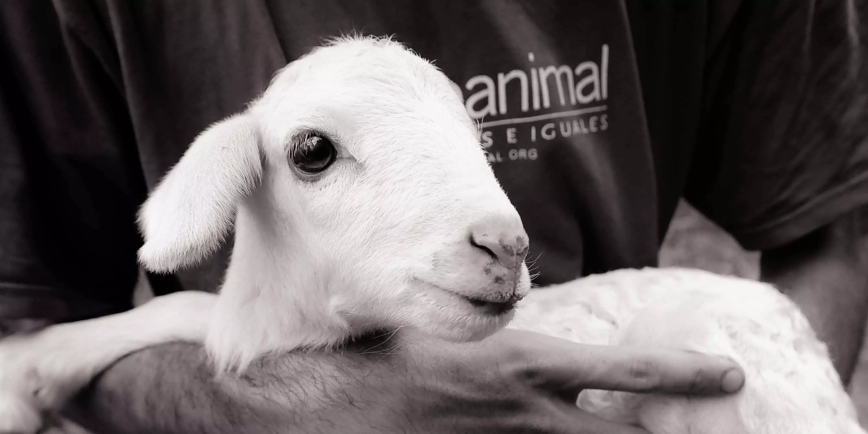 Hero Animal Equality Open Rescue Activist Holding Lamb Jo Anne Mcarthur Web 3000x1500