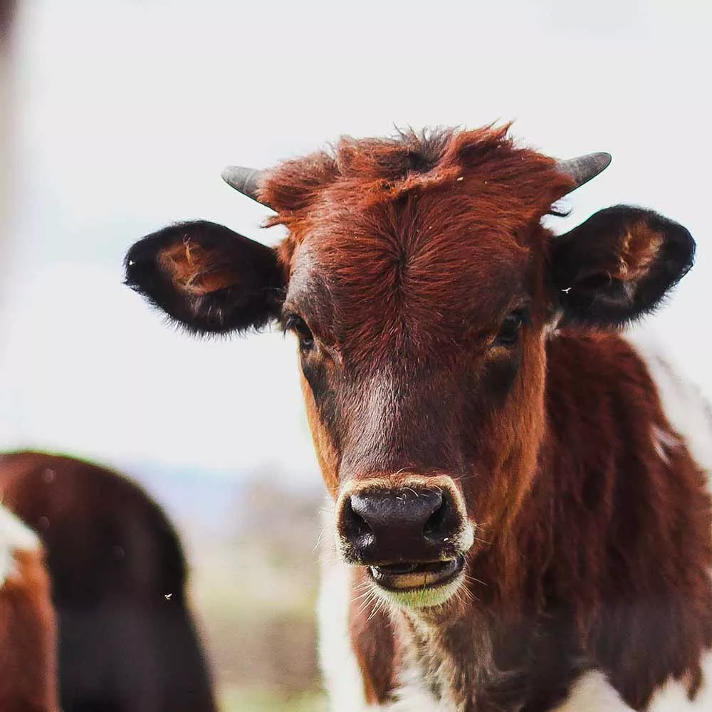 Why is Brazil burning? 10 Cow