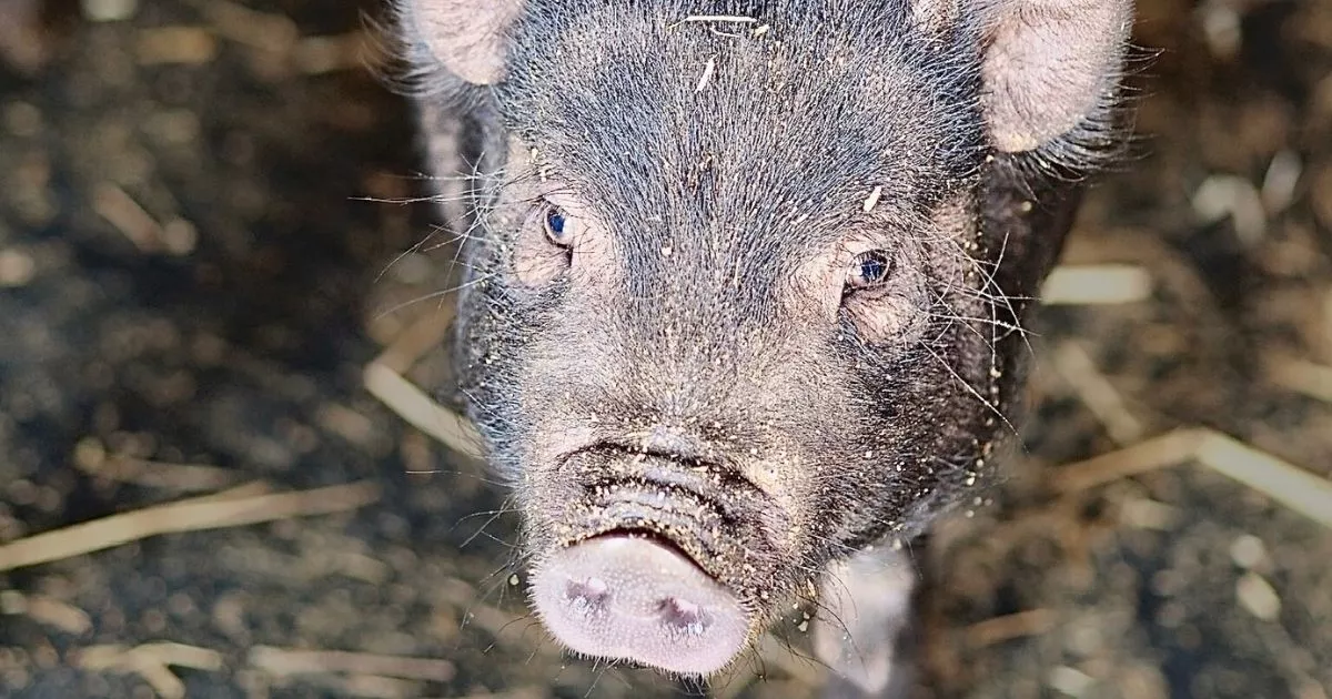 2025 Fall impact report 1