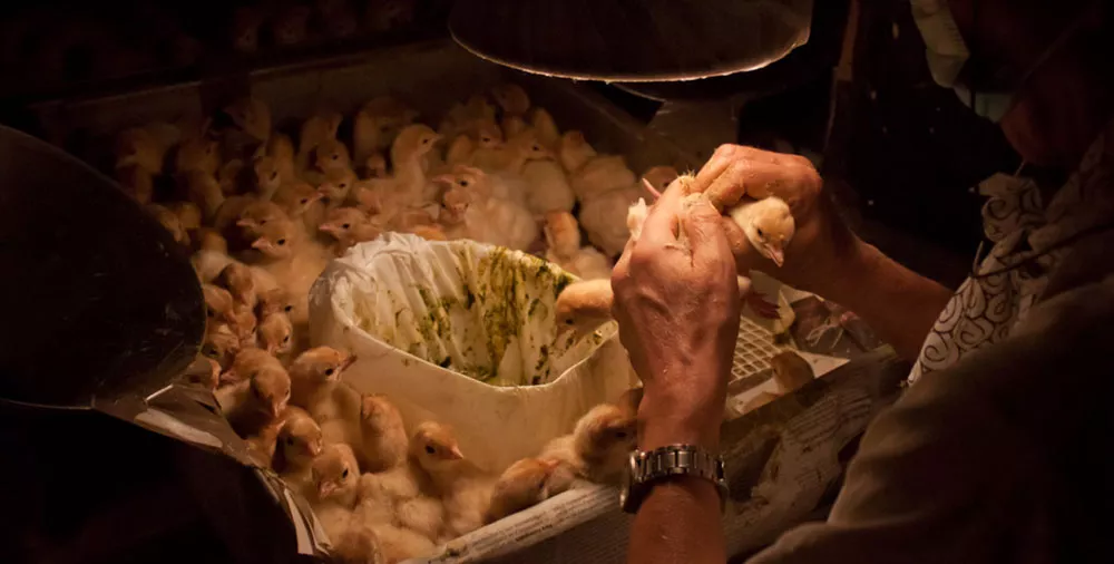 ES 2019 Turkey investigation