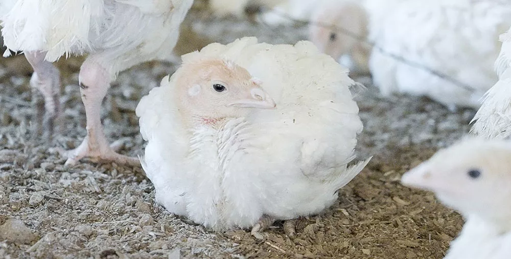 br-turkey-investigation-1000x506