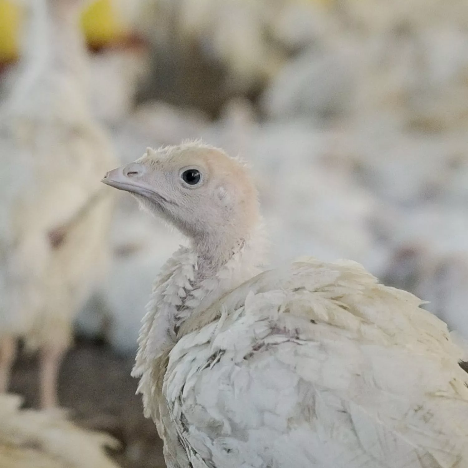Turkeys burned by ammonia, gasping for air on Brazil farm