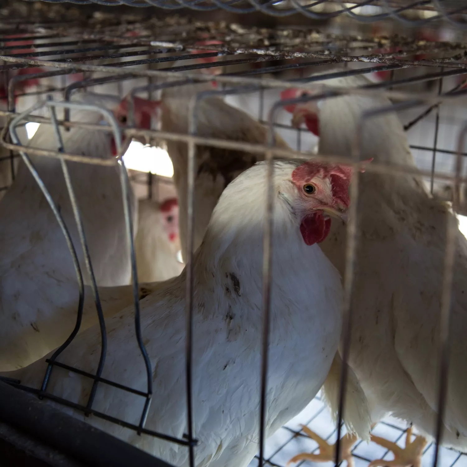 Hannaford: End this abuse 5