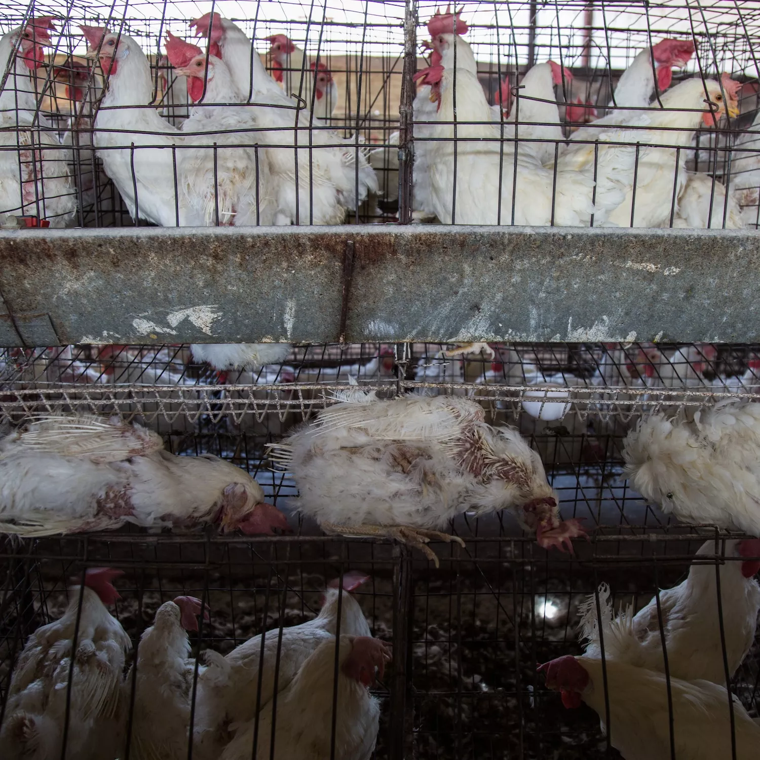 Hannaford: End this abuse 4