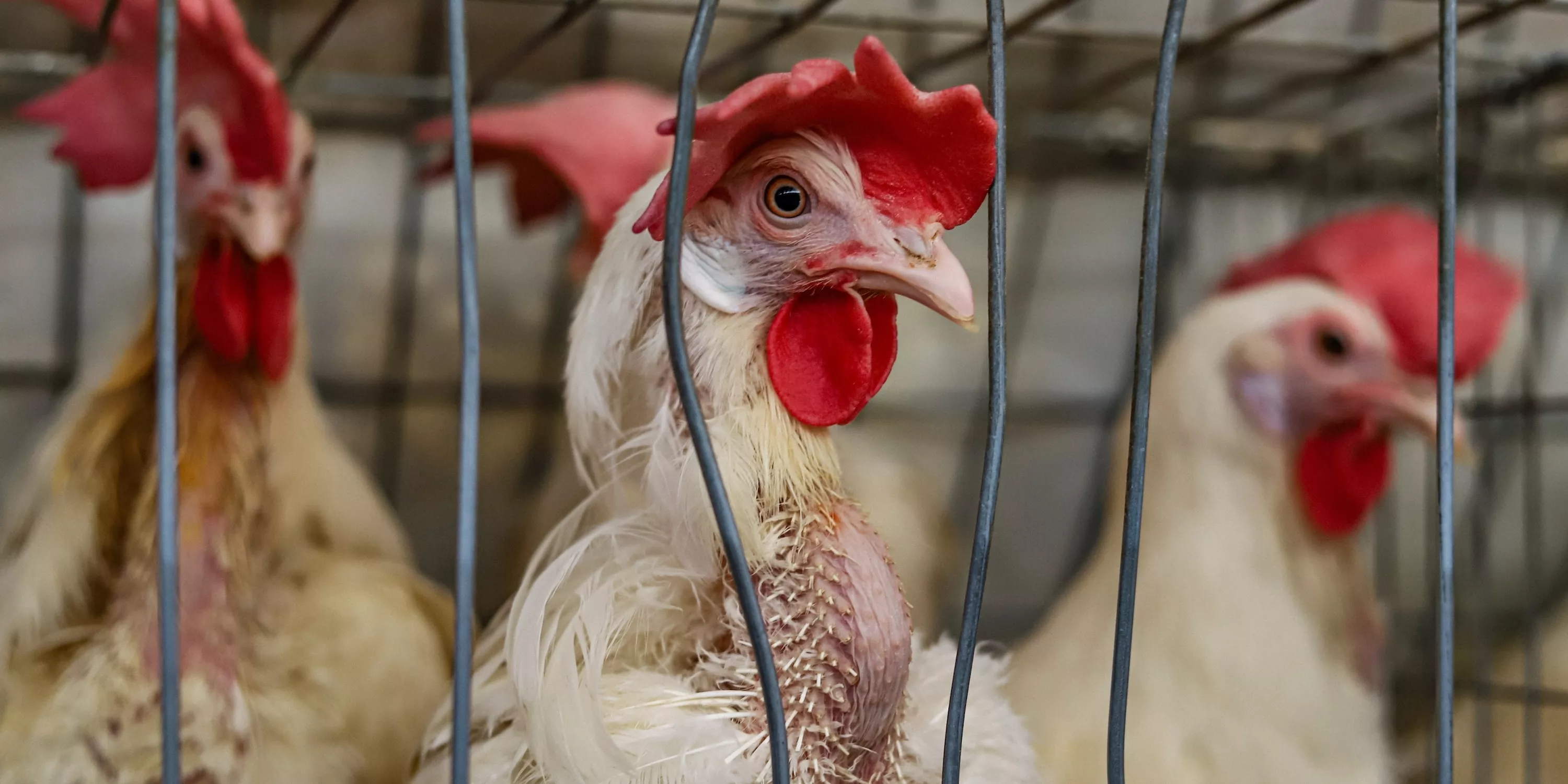 Hannaford: End this abuse 6