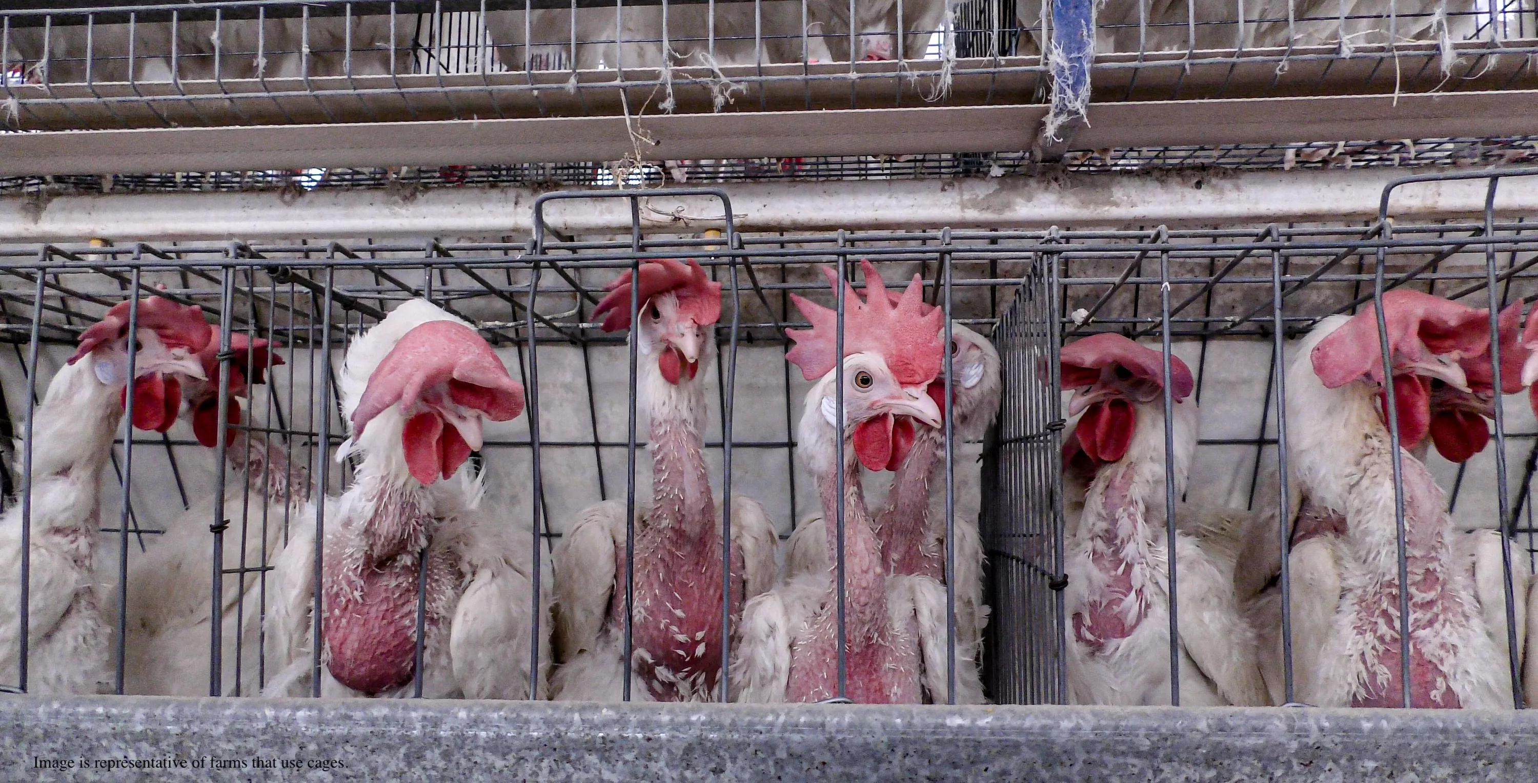 HANNAFORD: END THIS ABUSE 1