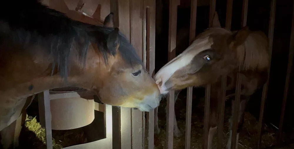 Breaking news: Italian TV airs horse slaughter footage 5 IT horse inv