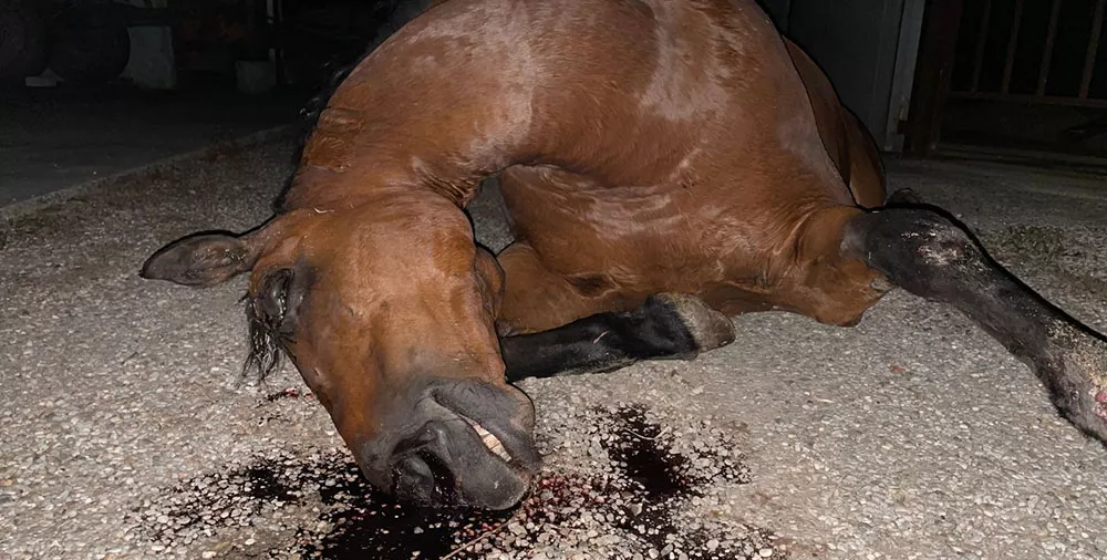 Breaking news: Italian TV airs horse slaughter footage 6 IT horse inv 2025